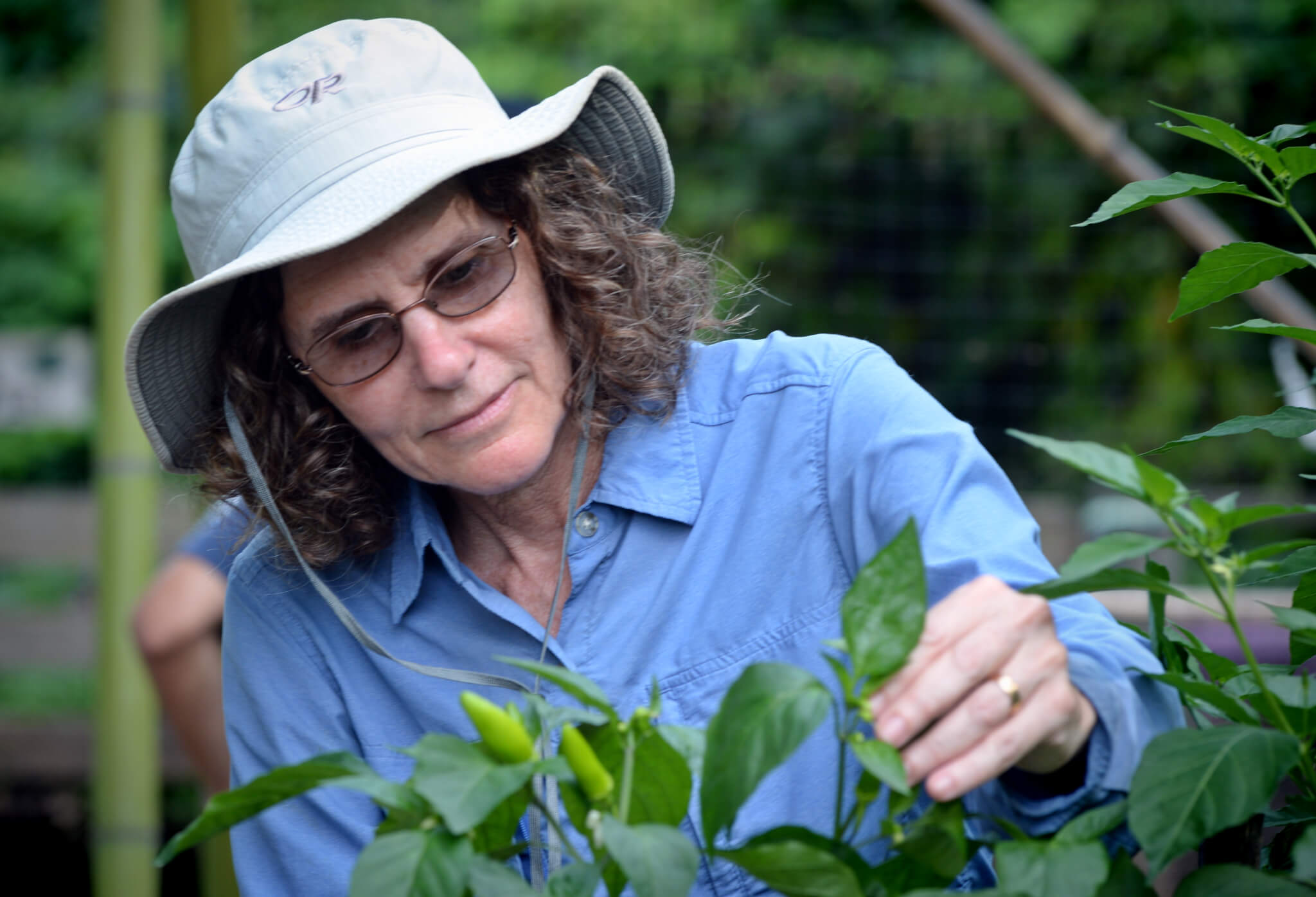 Claire Lorch checks peppers in the Community Garden.