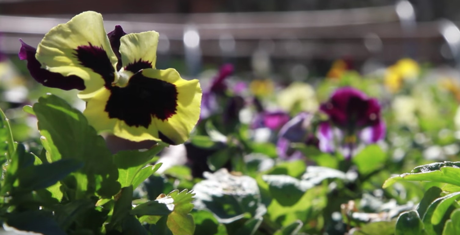 Flowers growing in the Community garden.