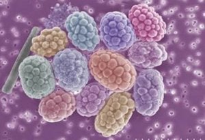 Microbiomesare grouped together. 