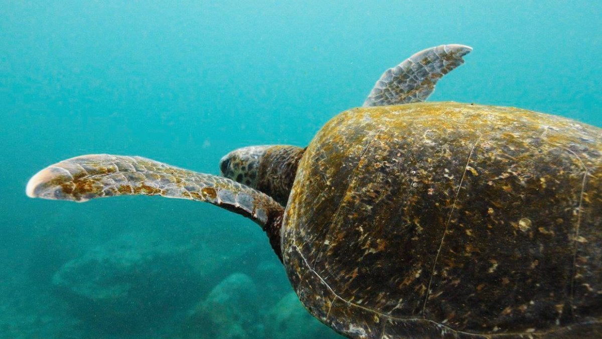 A seaturtle in the galapagos.