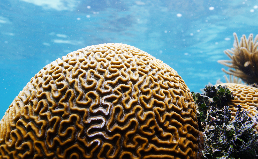 Coral.