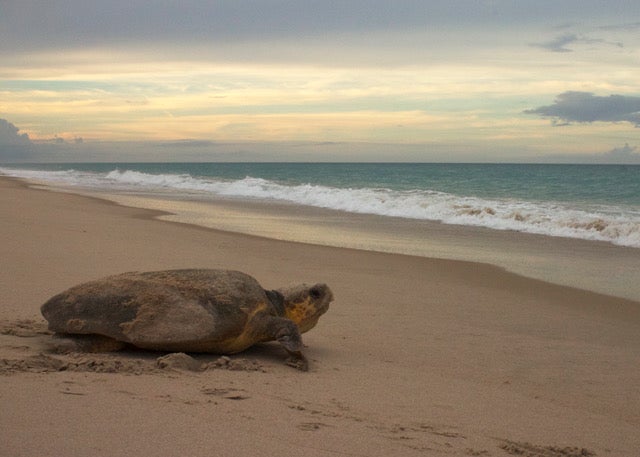 Loggerhead turtle on the beach.