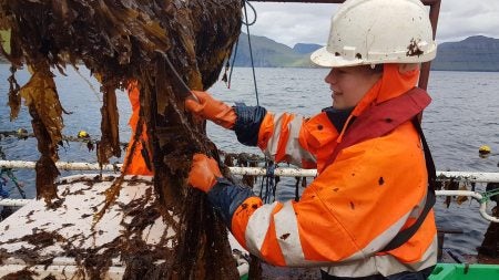 A woman picks through seaweed.