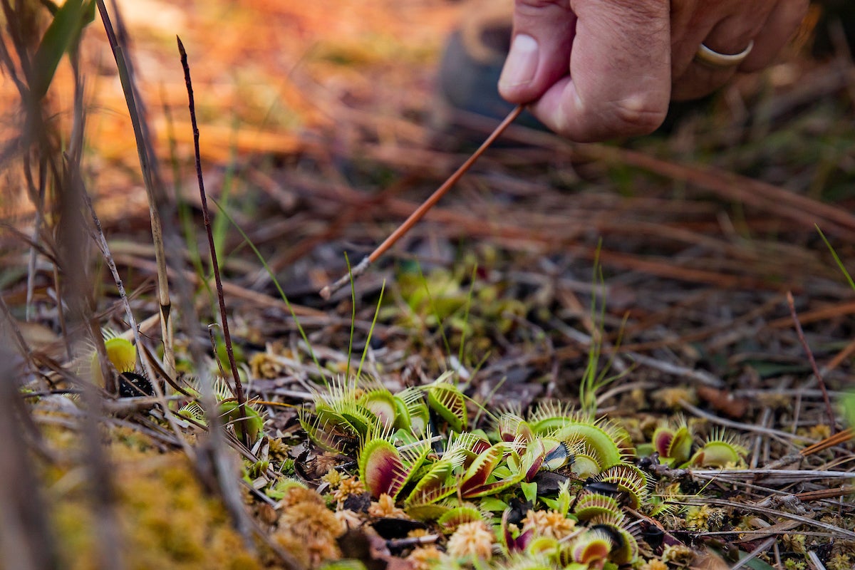 A Venus Flytrap