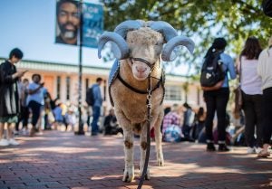 Rameses in blue horns in the Pit