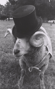 Rameses in a top hat