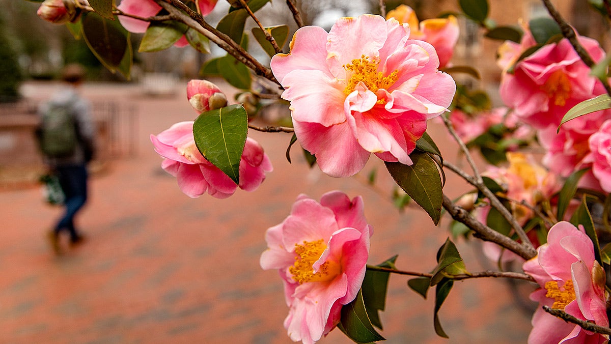 A pink blooming flower.