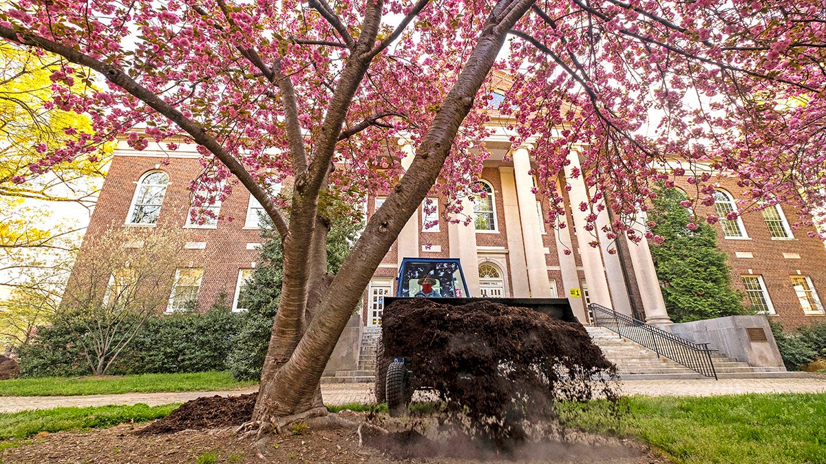 A small bulldozer dumps mulch near a tree.