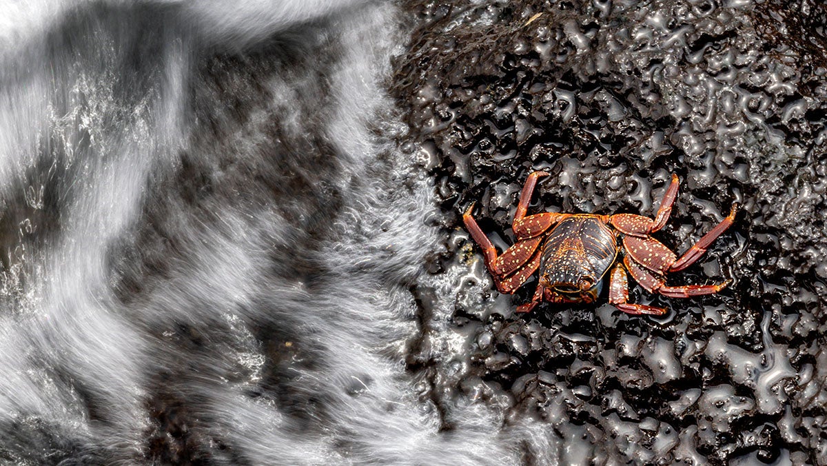 A crab