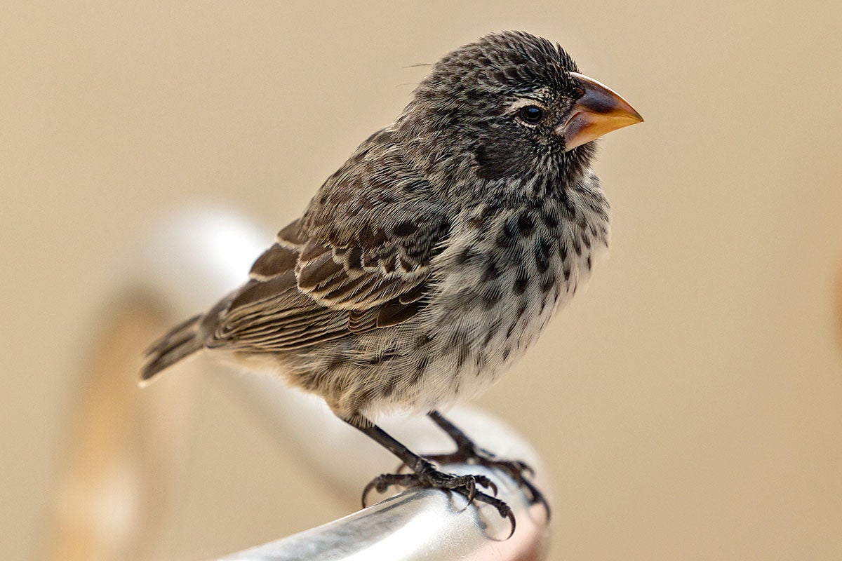 A bird.