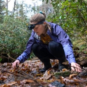 A student wearing a head lamp looks in a creek for a salamander