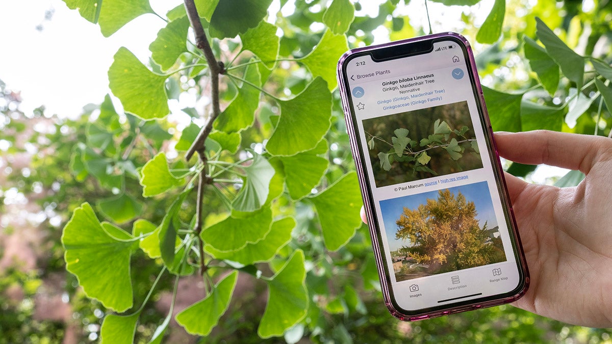 FloraQuest app being used in Coker Arboretum