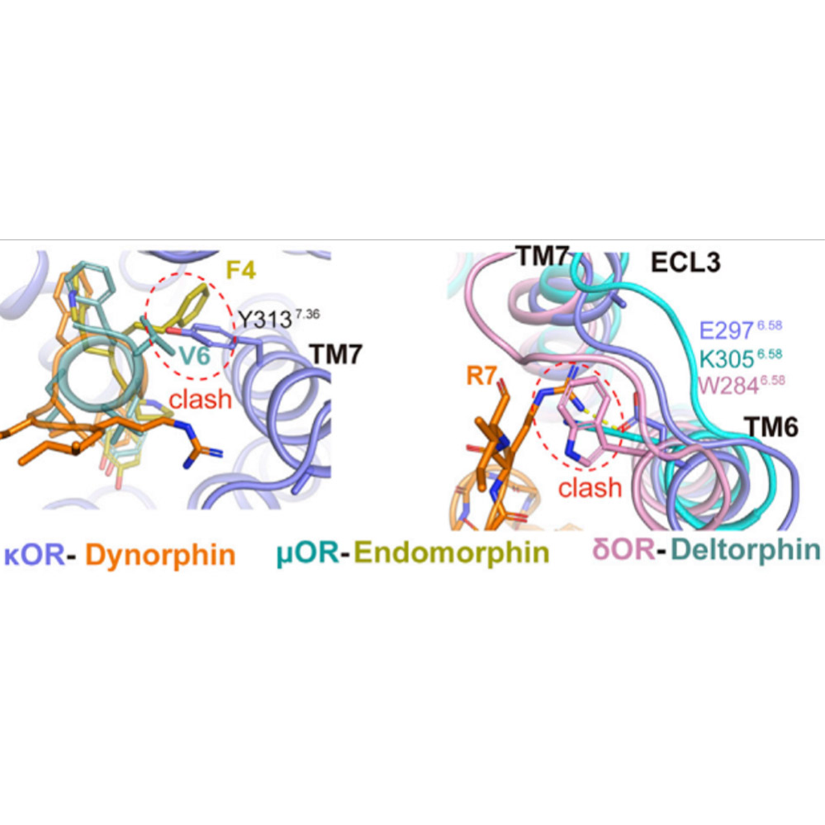 Amino acid bonds of opioid receptors bound to peptides.
