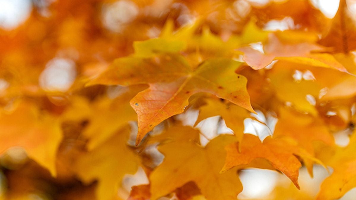 Yellowish and orange-sih leaves.