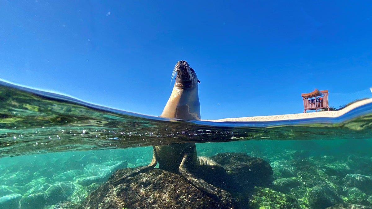 Sea lion in water