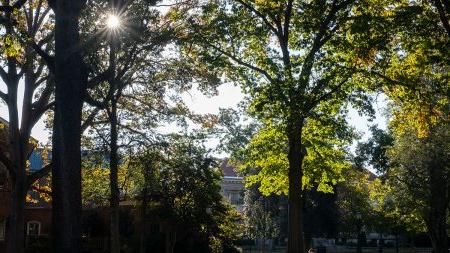博彩平台大学校园的广角镜头，阳光透过右上角的树木.