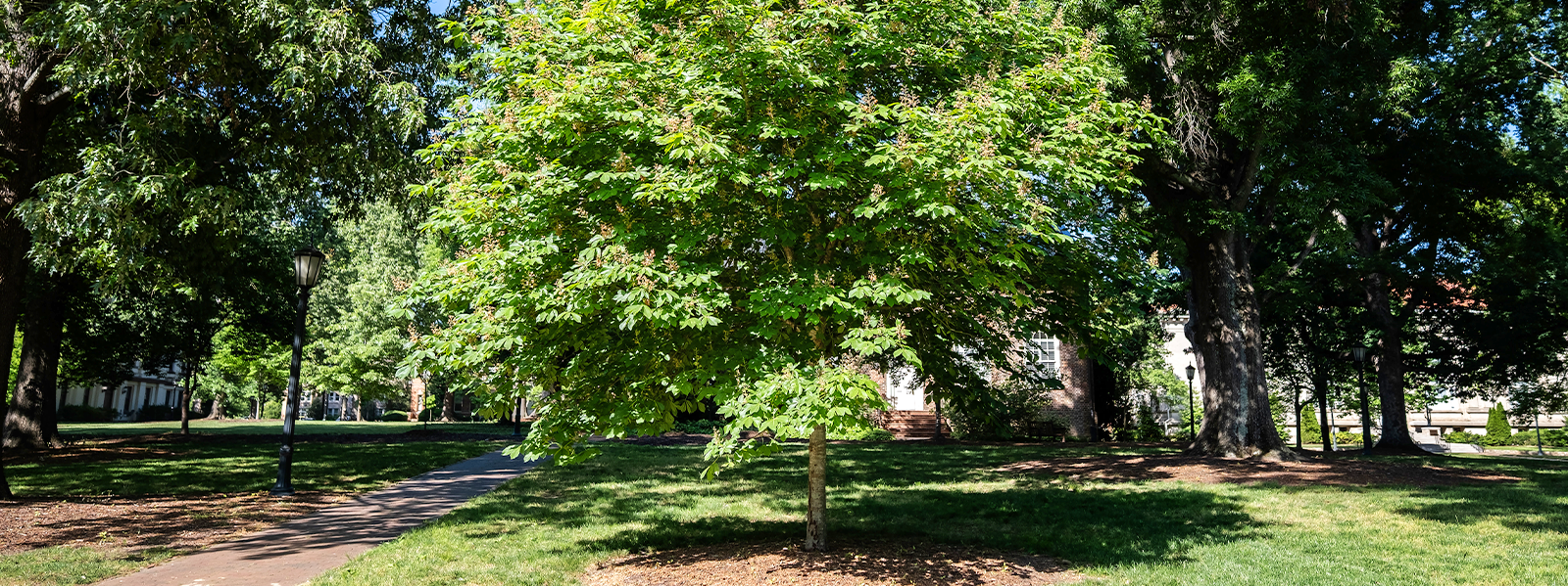 horse chestnut