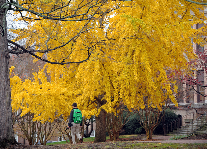 The ginkgo trees between the Kenan Music Building and Hanes Art Center with their branches full of vibrant yellow leaves.