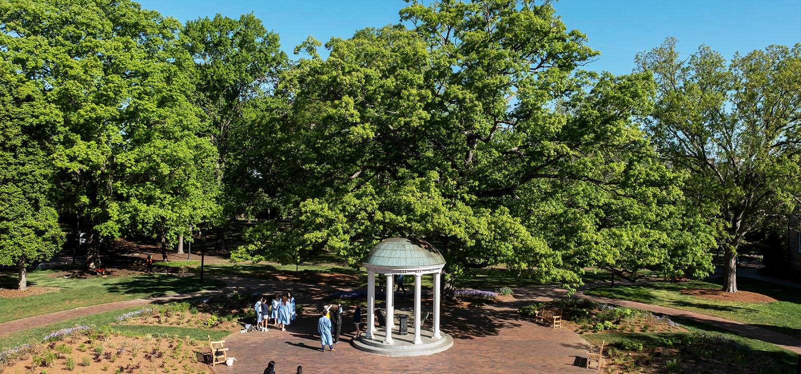 The famous white oak tree that “hugs” the Old Well on U.N.C. campus by South Building.