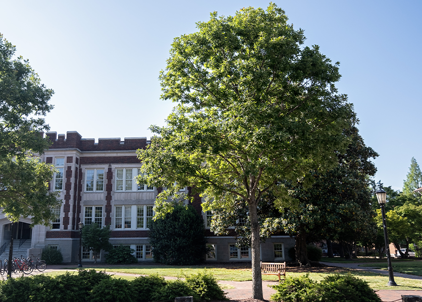 Overcup oaks on East Cameron Avenue on U.N.C. campus.