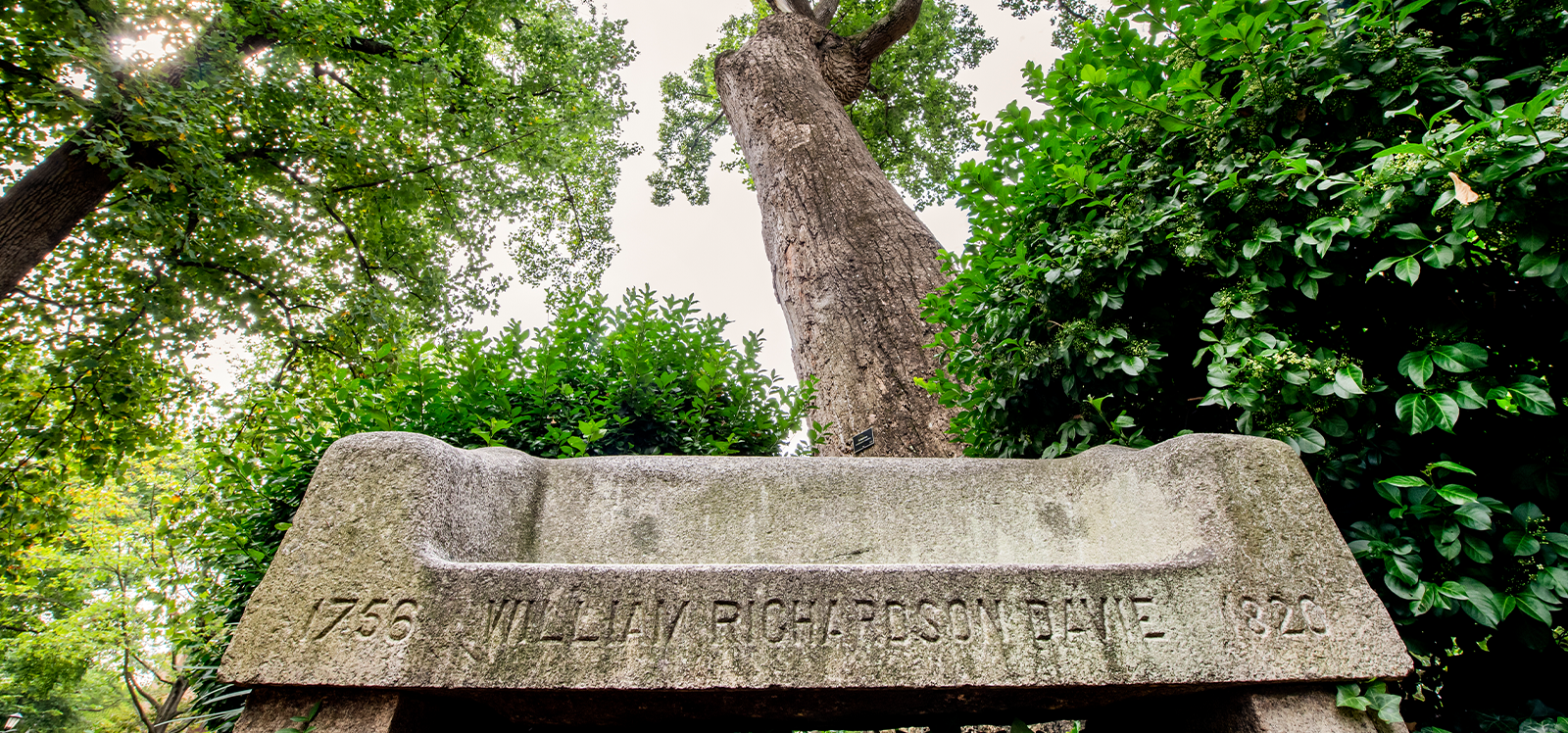 A photo of the Davie Poplar tree on U.N.C. campus.