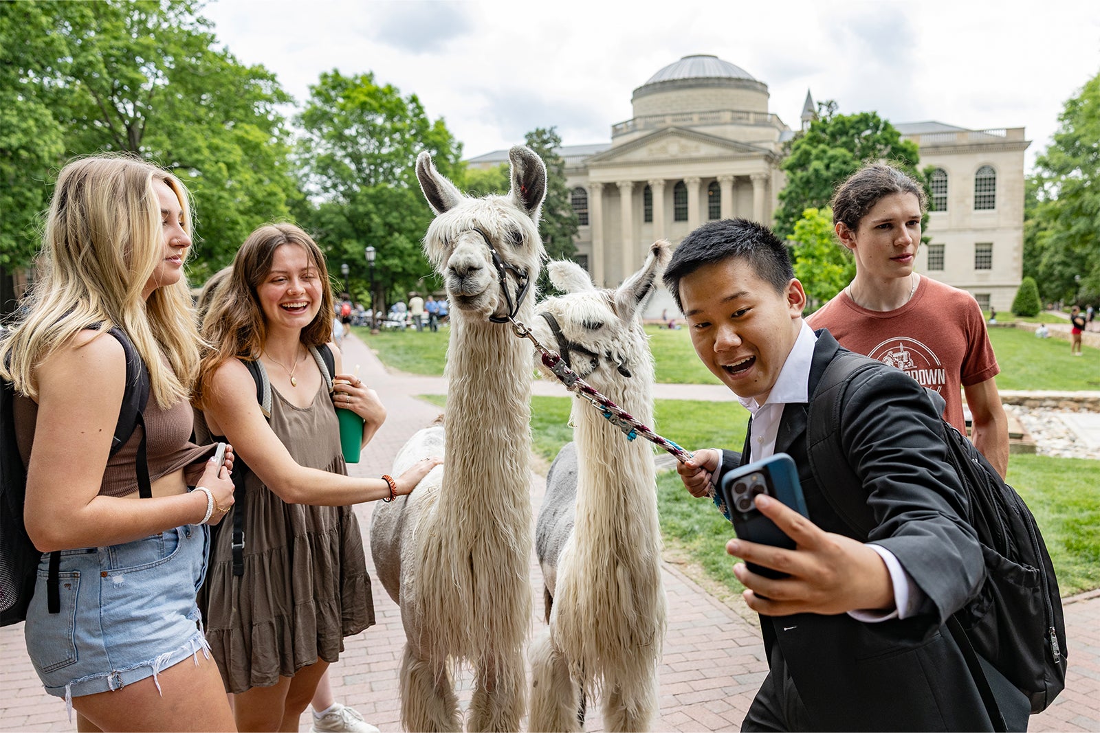 Students greet llamas and take a photo with them on Polk Place