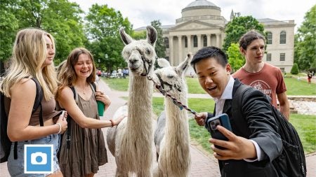 Students greet llamas and take a photo with them on Polk Place