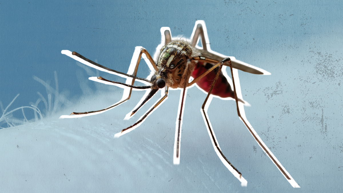 A graphic of a mosquito on an arm with a Carolina blue filter applied to the arm of the person and a white outline on the bug.