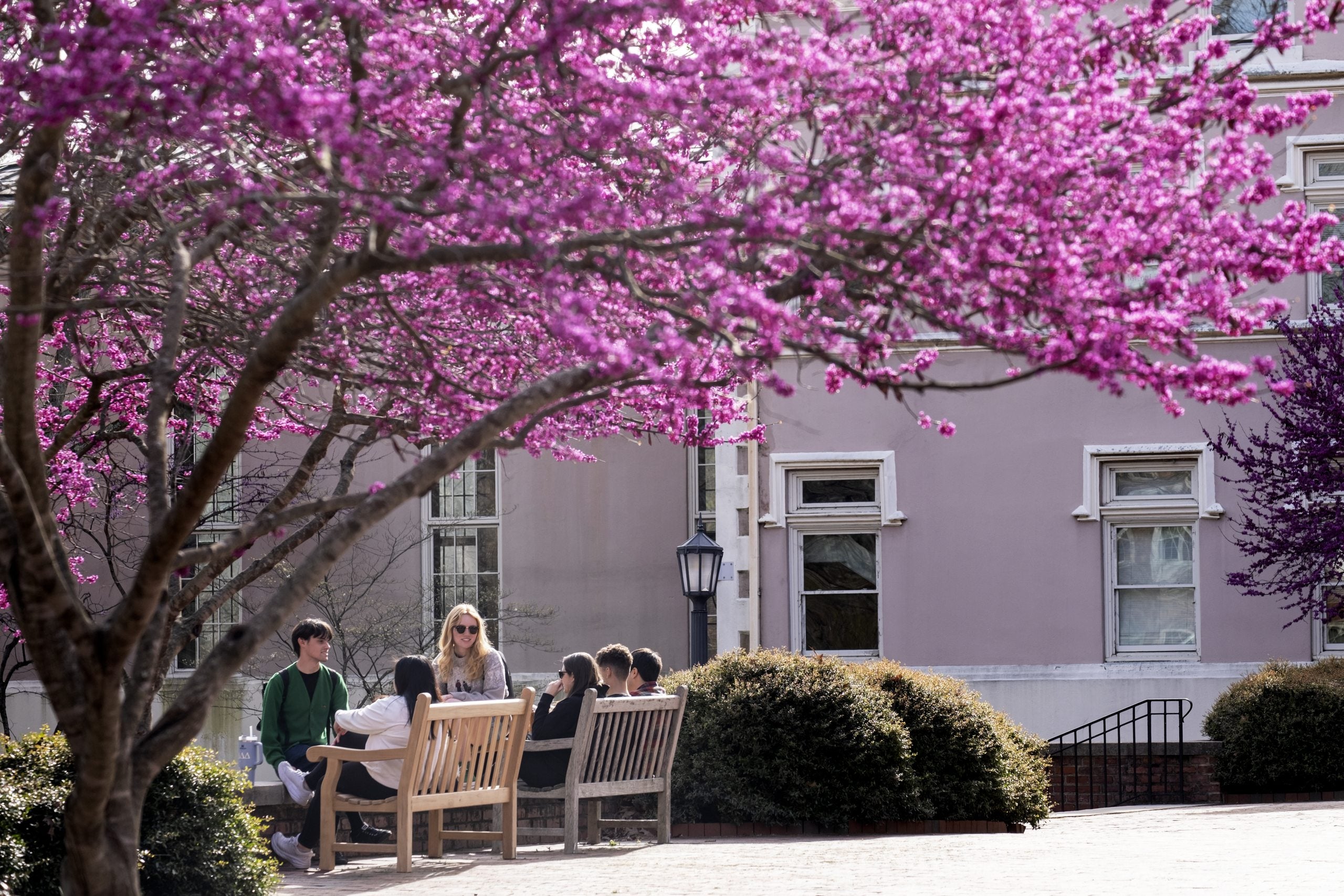 Students sitting on benches near the Campus Y building on the campus of UNC-Chapel Hill. Nearby is a tree with purple and pink springtime leaves.