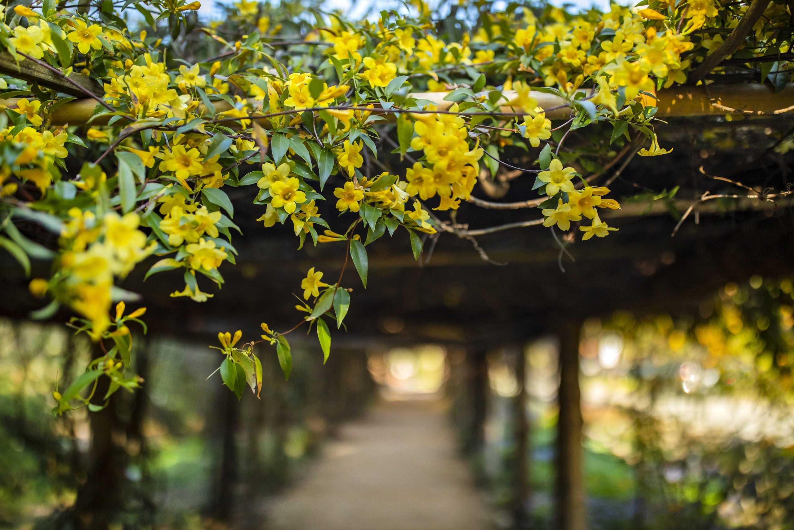 Yellow flowers hanging from an overhang in Coker Arboretum on the campus of UNC-Chapel Hill.
